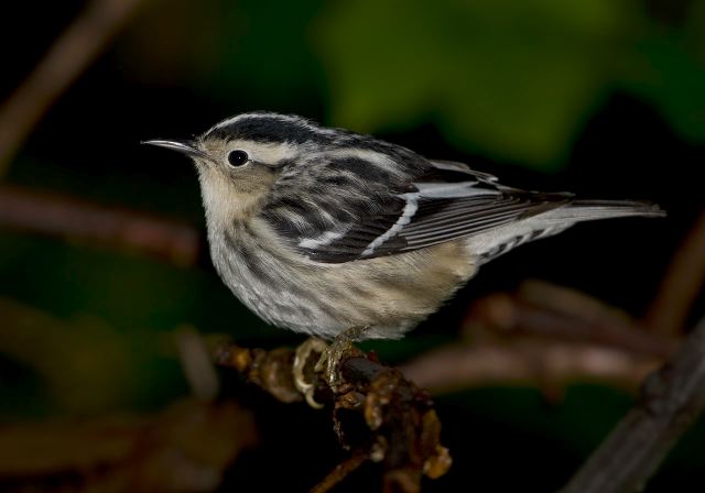 Mniotilta varia Parulidae