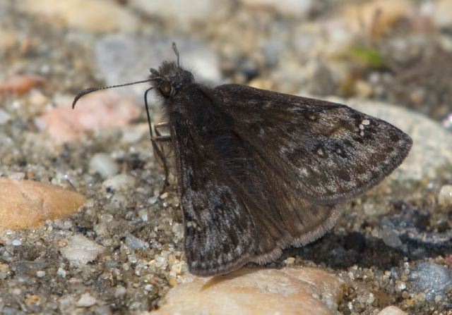 Erynnis sp. Hesperiidae