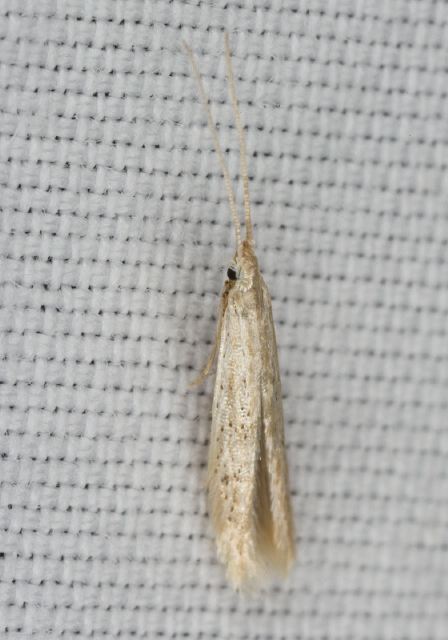 Coleophora sp. Coleophoridae