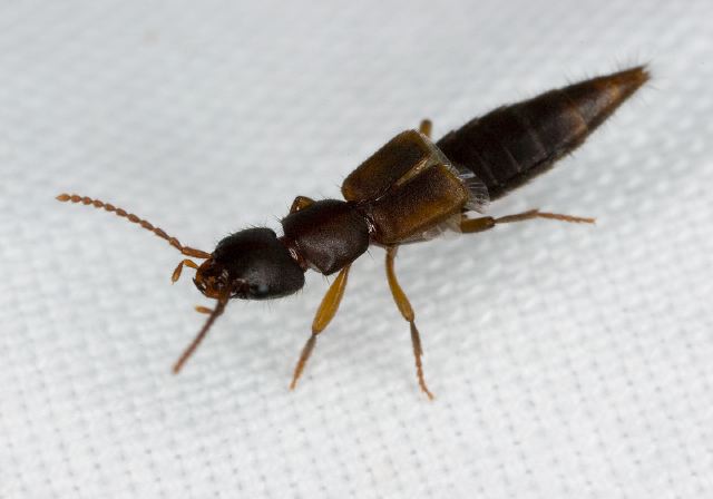 Achenomorphus corticinus? Staphylinidae