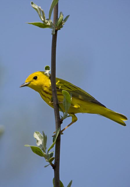 Dendroica petechia Parulidae