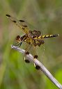 calico_pennant_1428