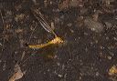 cranefly_1449