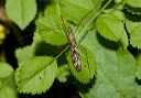 cranefly_1501