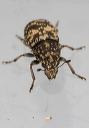 weevil_1280