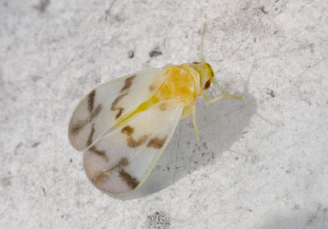 Aleurodicus dugesii Aleyrodidae