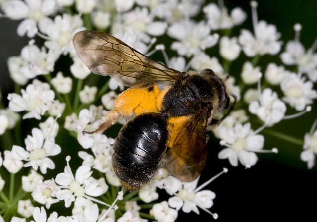 Andrena crataegi Andrenidae