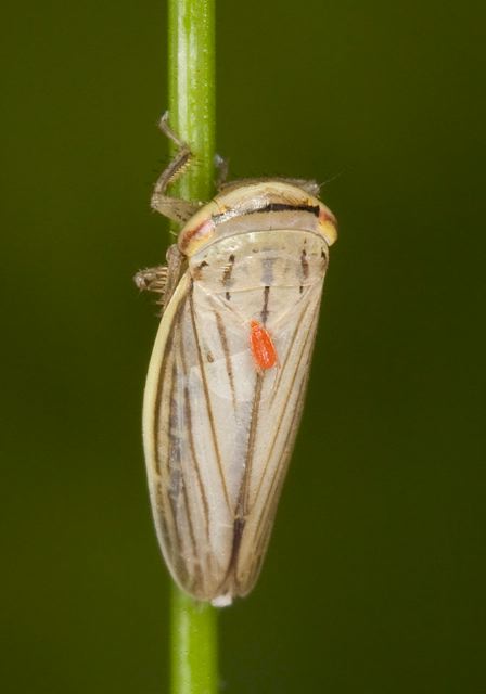 Athysanus argentarius Cicadellidae