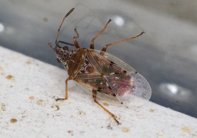 Kleidocerys resedae Lygaeidae