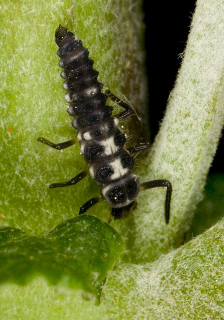 Propylea quatuordecimpunctata? Coccinellidae