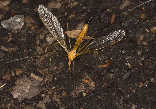 Tipula (Lunatipula) Tipulidae