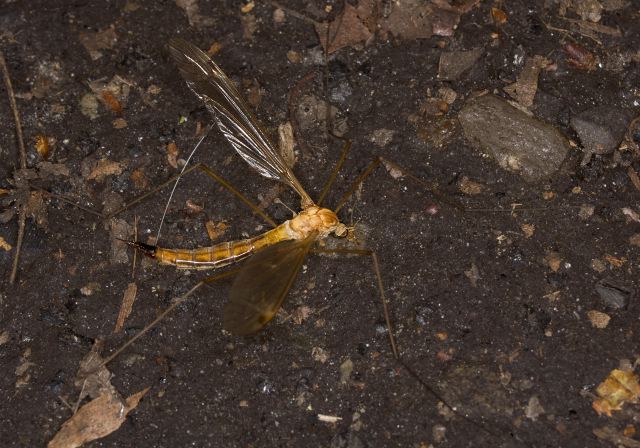 Tipula (Lunatipula) Tipulidae