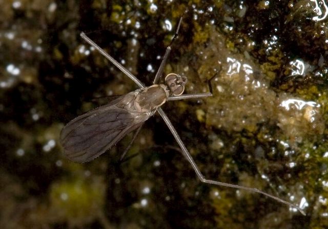 Hydrophorus sp. Dolichopodidae