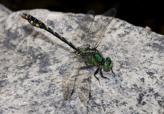 Ophiogomphus mainensis Gomphidae