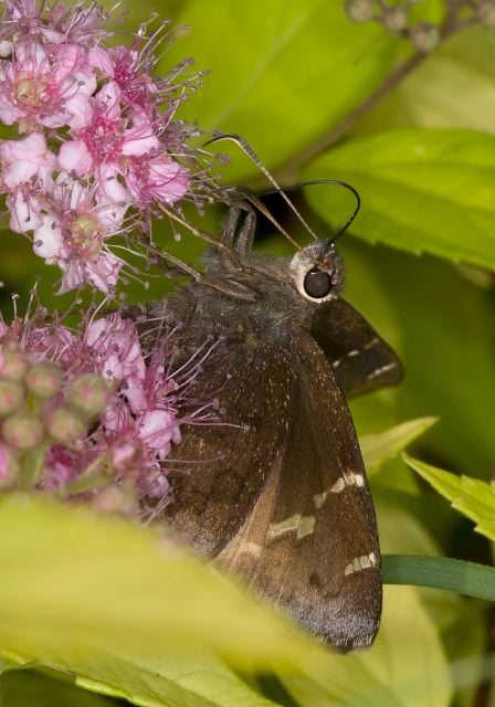 Thorybes bathyllus Hesperiidae