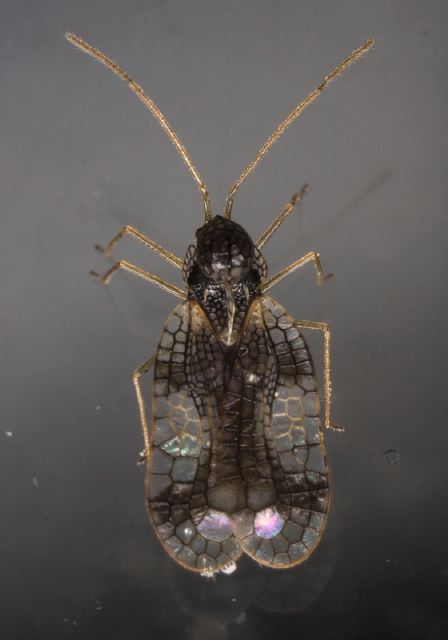 Stephanitis takeyai Tingidae