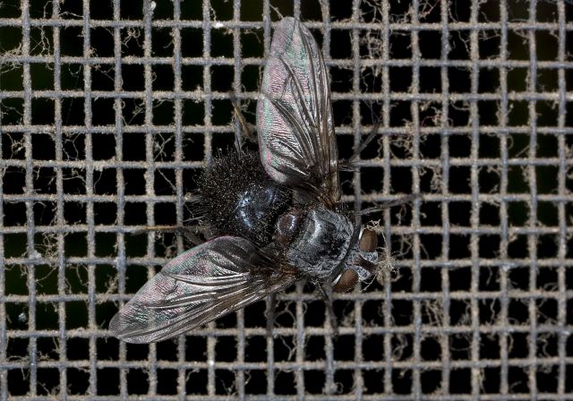   Tachinidae