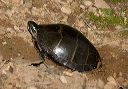 painted_turtle_1539