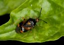 plant_bug_1520