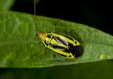 poecilocapsus_1522