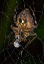 spider_1574