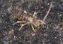 springtail_1584