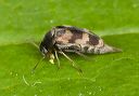 tumbling_flower_beetle_1527