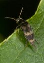 tumbling_flower_beetle_1530