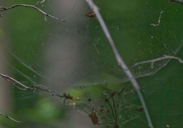 Frontinella pyramitela Linyphiidae