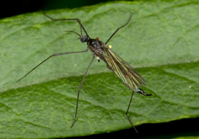 Gnophomyia tristissima Limoniidae