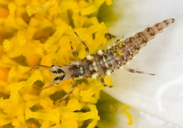   Chrysopidae