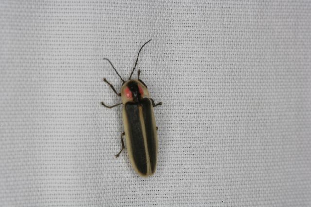 Photinus sp. Lampyridae