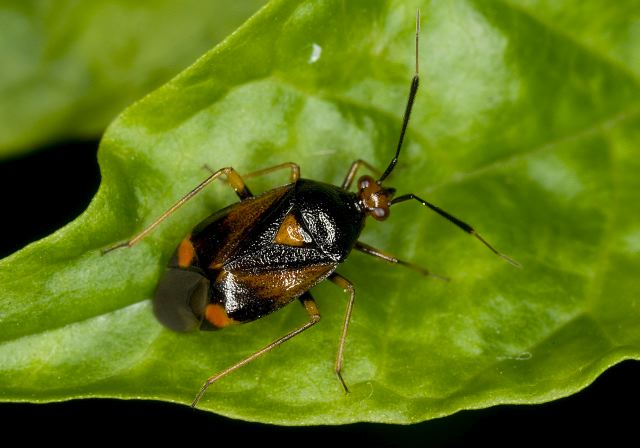 Deraeocoris ruber Miridae