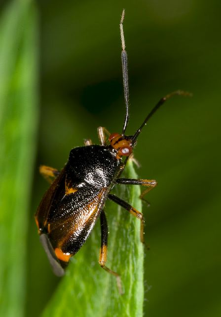Deraeocoris ruber Miridae