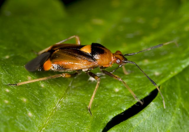 Deraeocoris ruber Miridae