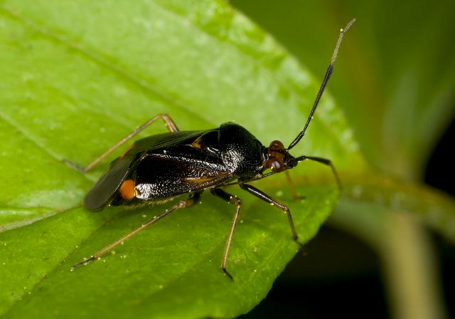 Deraeocoris ruber Miridae