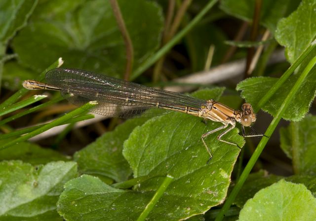 Argia moesta Coenagrionidae
