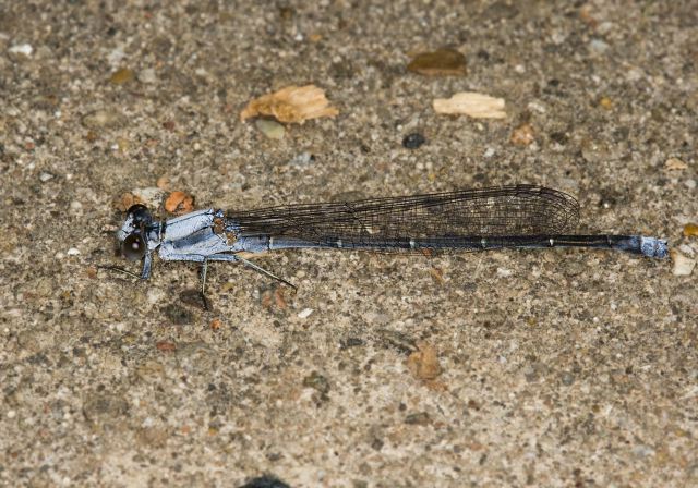 Argia moesta Coenagrionidae