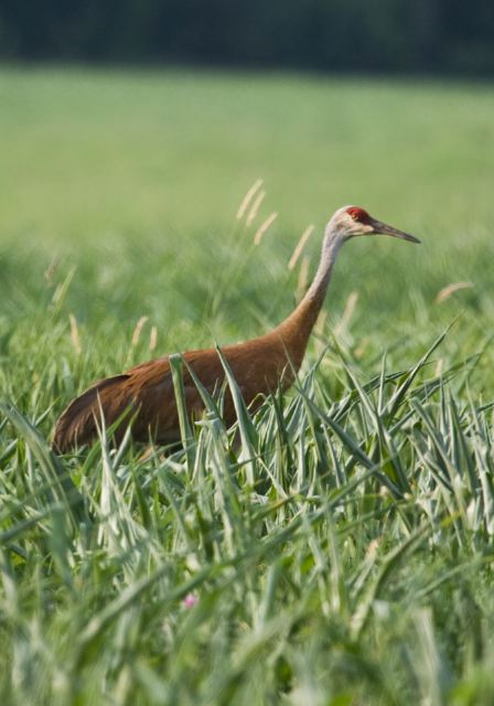 Grus canadensis Gruidae