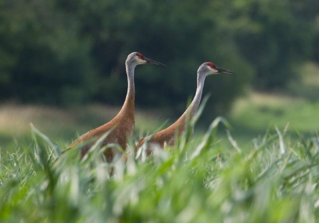 Grus canadensis Gruidae
