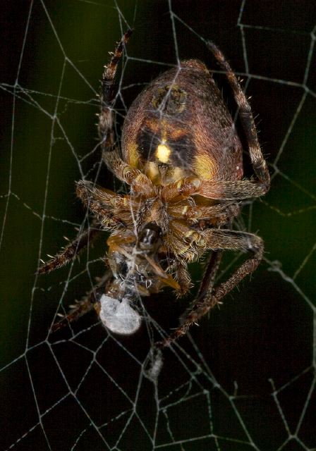 Eustala anastera? Araneidae