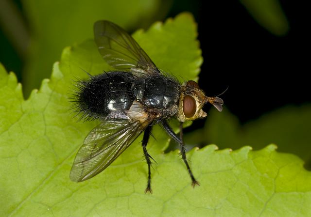   Tachinidae