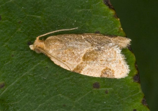   Tortricidae