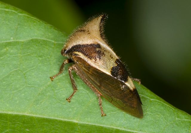 Ceresa diceros Membracidae