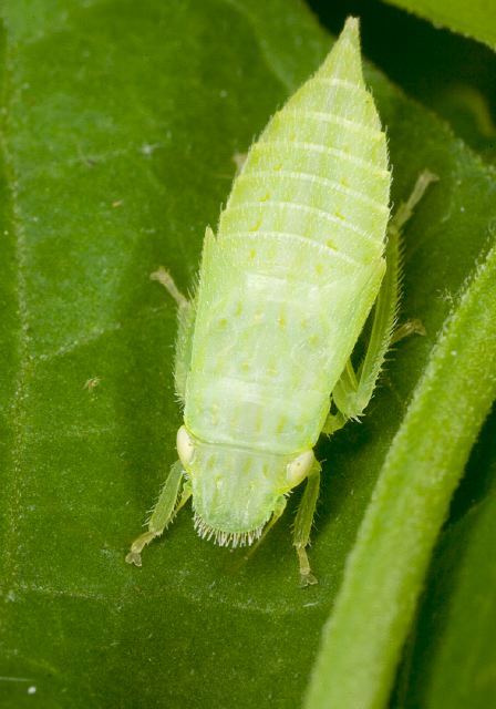 Gyponana sp. Cicadellidae