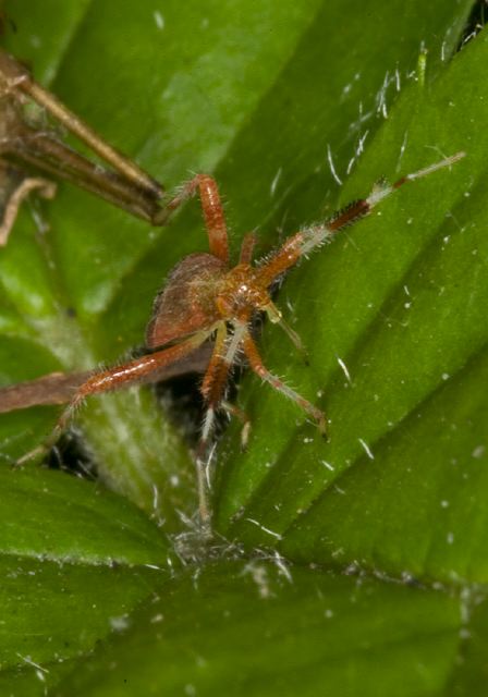 Neurocolpus nubilus? Miridae