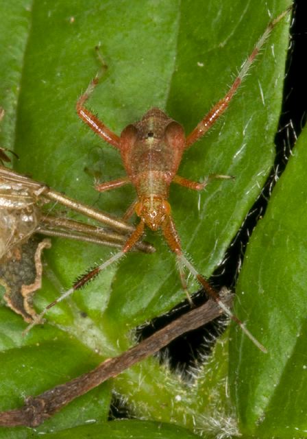 Neurocolpus nubilus? Miridae