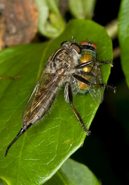 Efferia aestuans Asilidae