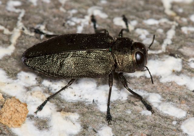 Actenodes acornis Buprestidae