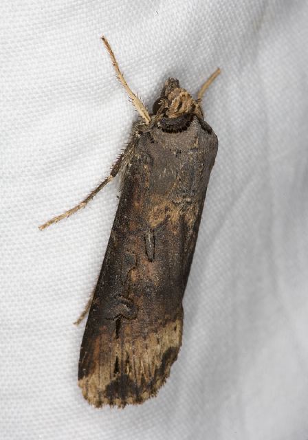 Agrotis ipsilon Noctuidae